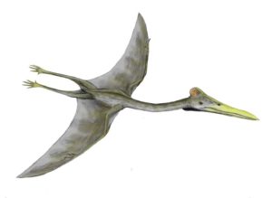 Hatzegopteryx thambema, a pterosaur from the Late Cretaceous of Romania, pencil drawing. Autor foto: Nobu Tamura, via Wikimedia Commons.